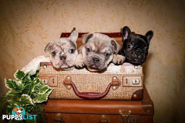 Berdensparadise French bulldogs