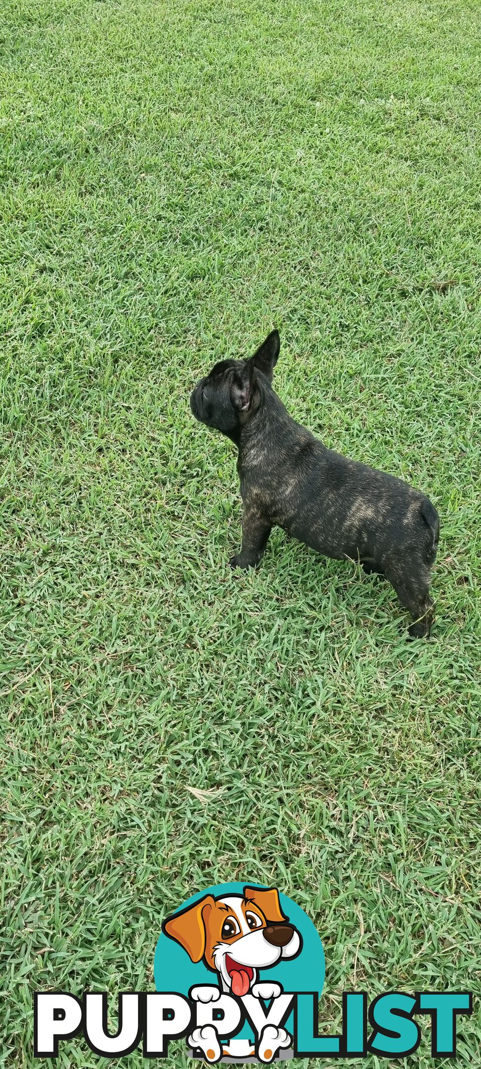 Berdensparadise French bulldogs