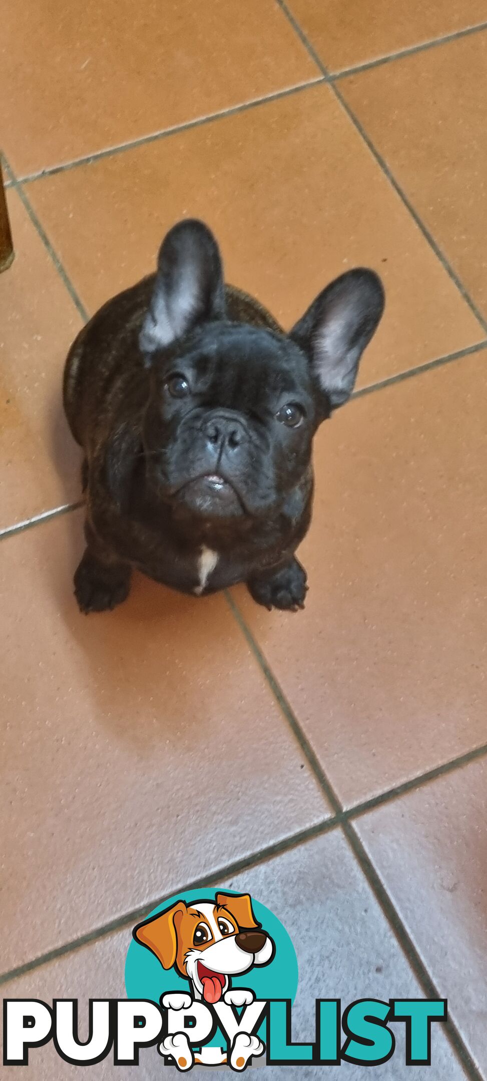 Berdensparadise French bulldogs