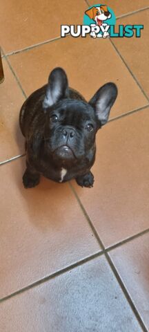 Berdensparadise French bulldogs