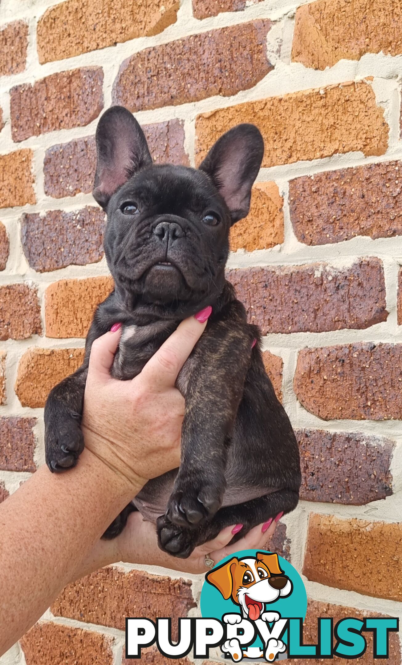 Berdensparadise French bulldogs