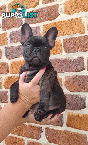 Berdensparadise French bulldogs