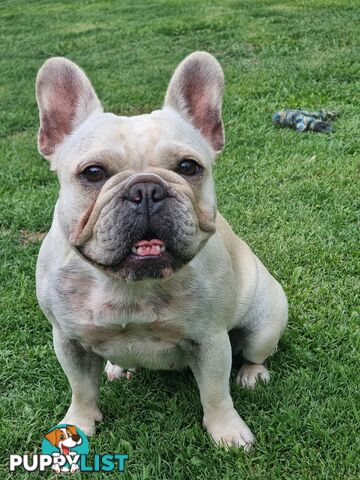 Berdensparadise French bulldogs