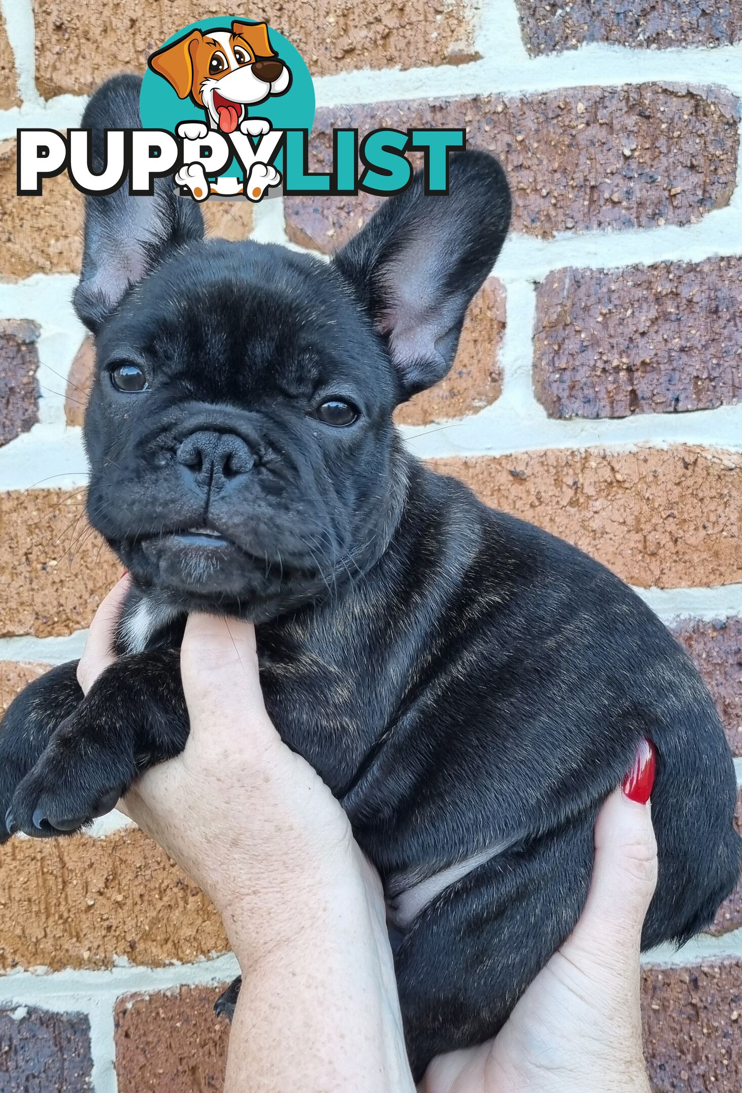 Berdensparadise French bulldogs