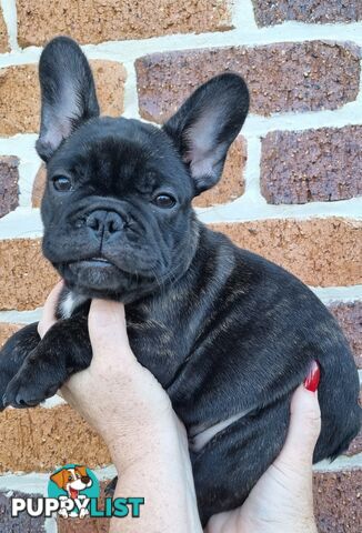 Berdensparadise French bulldogs