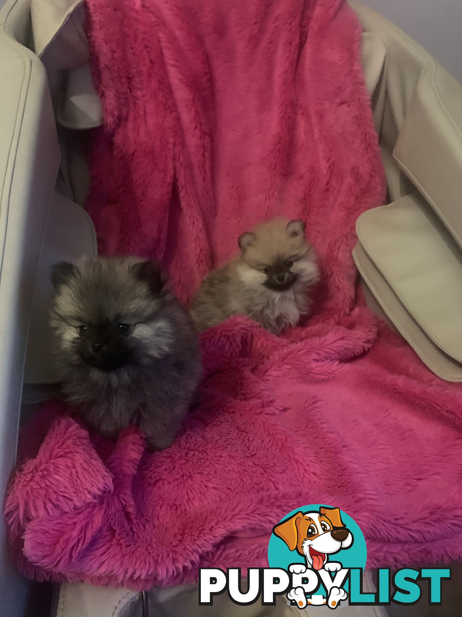 Perfect Teacup Pomeranian Puppies