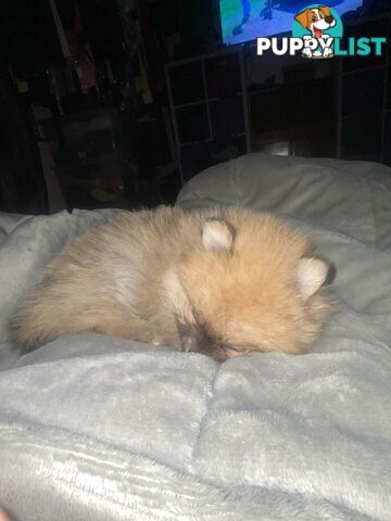 Perfect Teacup Pomeranian Puppies