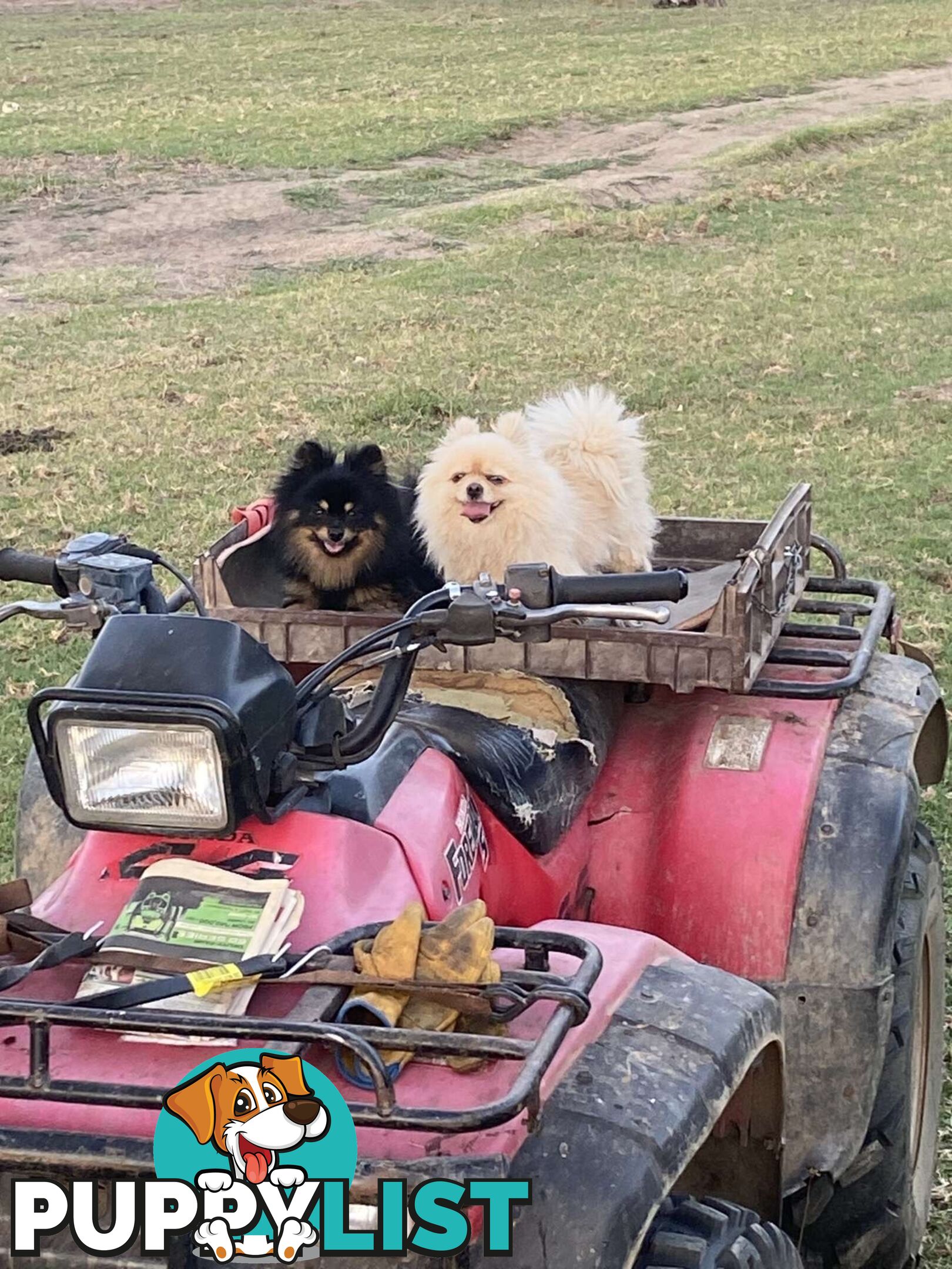 Perfect Teacup Pomeranian Puppies