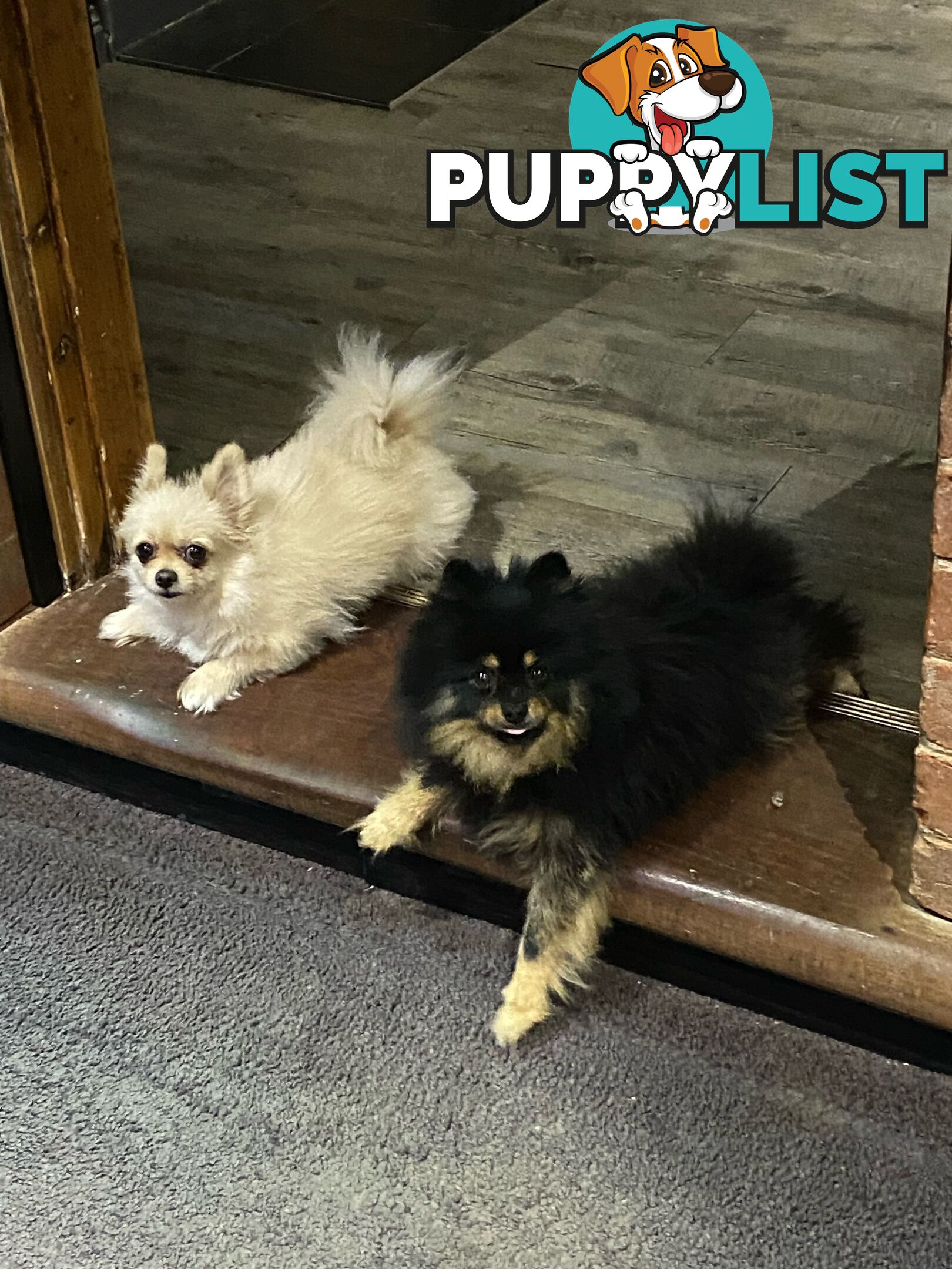 Perfect Teacup Pomeranian Puppies