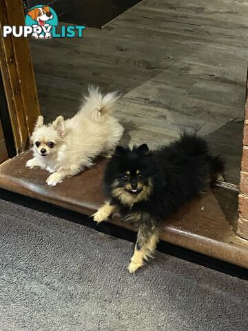 Perfect Teacup Pomeranian Puppies