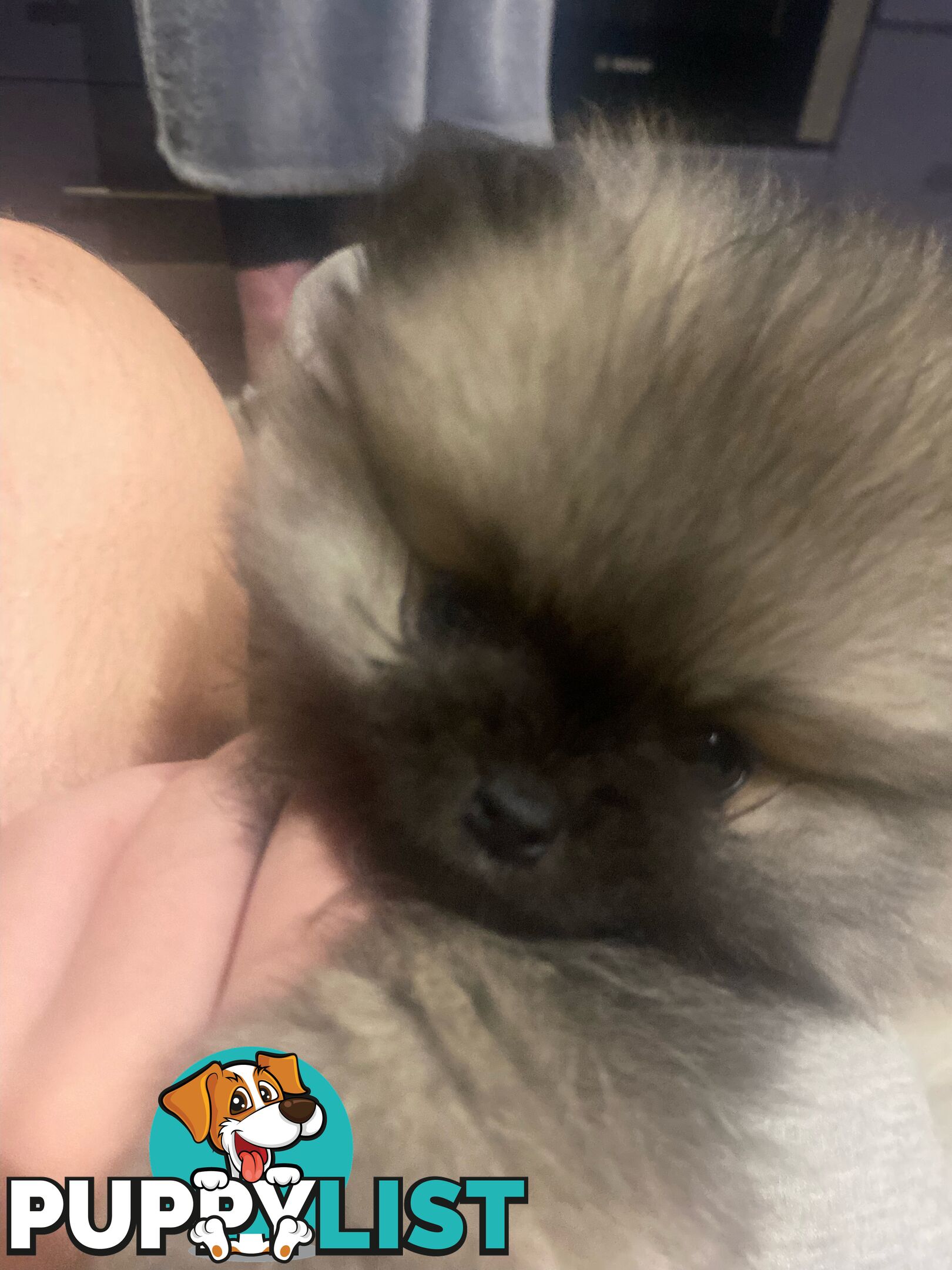Perfect Teacup Pomeranian Puppies