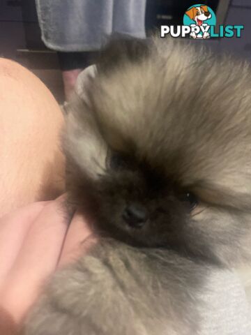 Perfect Teacup Pomeranian Puppies