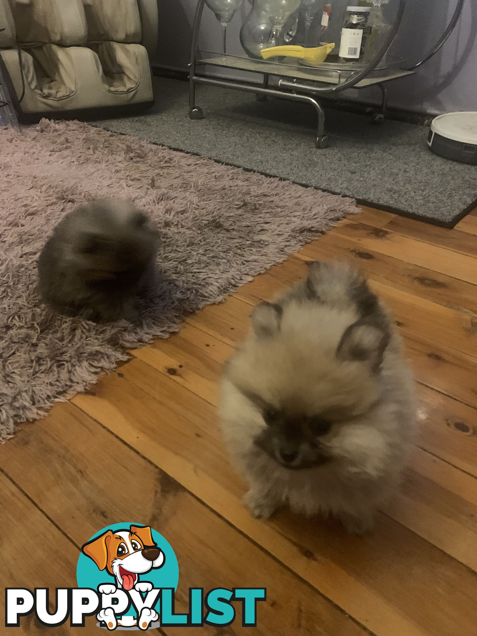 Perfect Teacup Pomeranian Puppies
