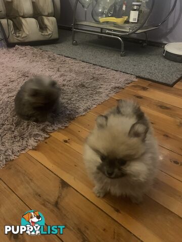Perfect Teacup Pomeranian Puppies
