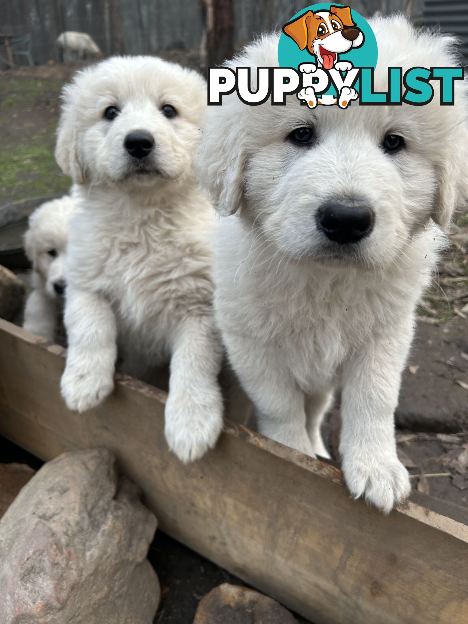 Purebred Maremma Puppies – From Proven Working Parents