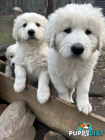 Purebred Maremma Puppies – From Proven Working Parents