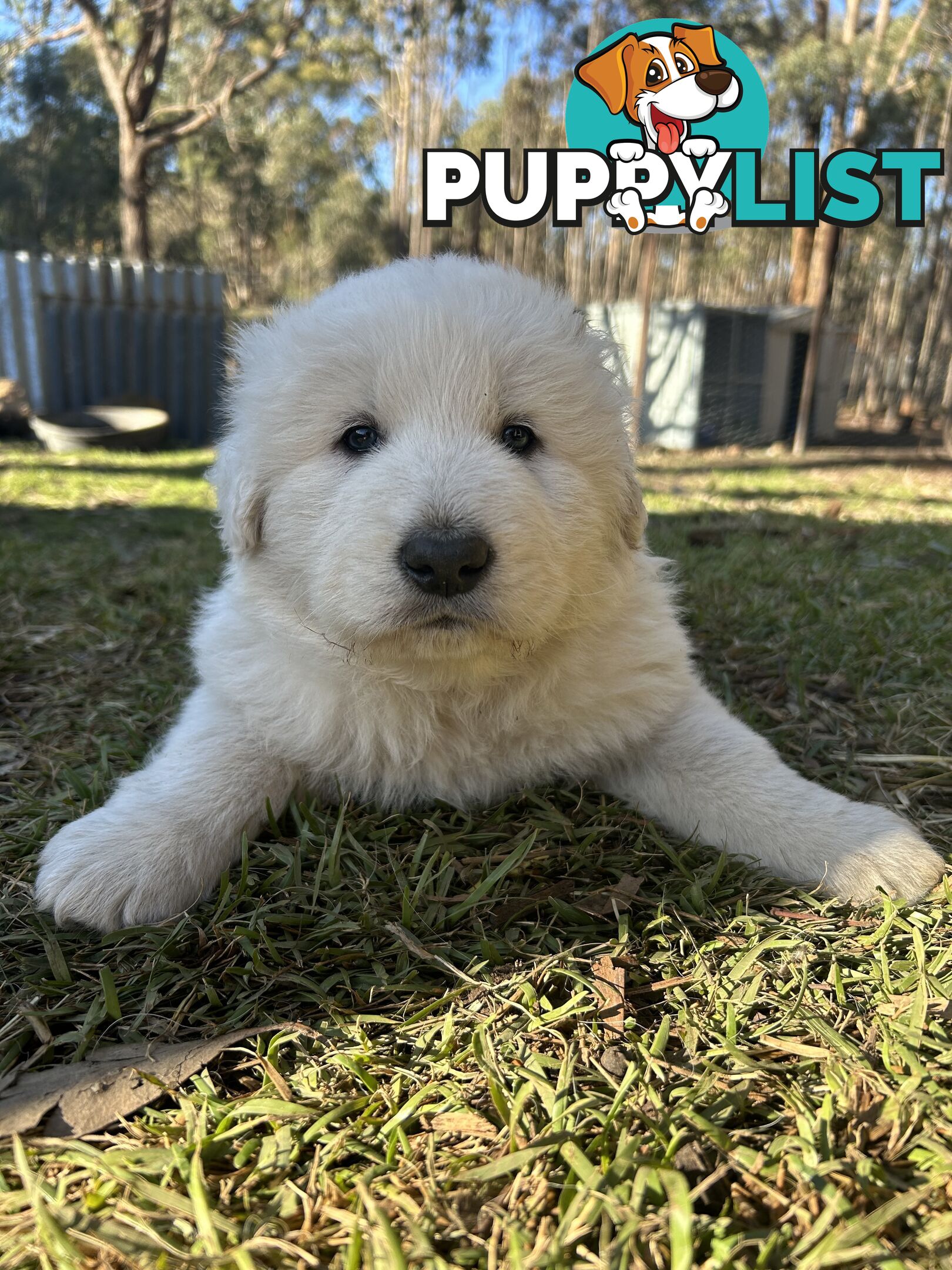 Purebred Maremma Puppies – From Proven Working Parents