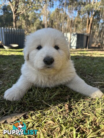 Purebred Maremma Puppies – From Proven Working Parents