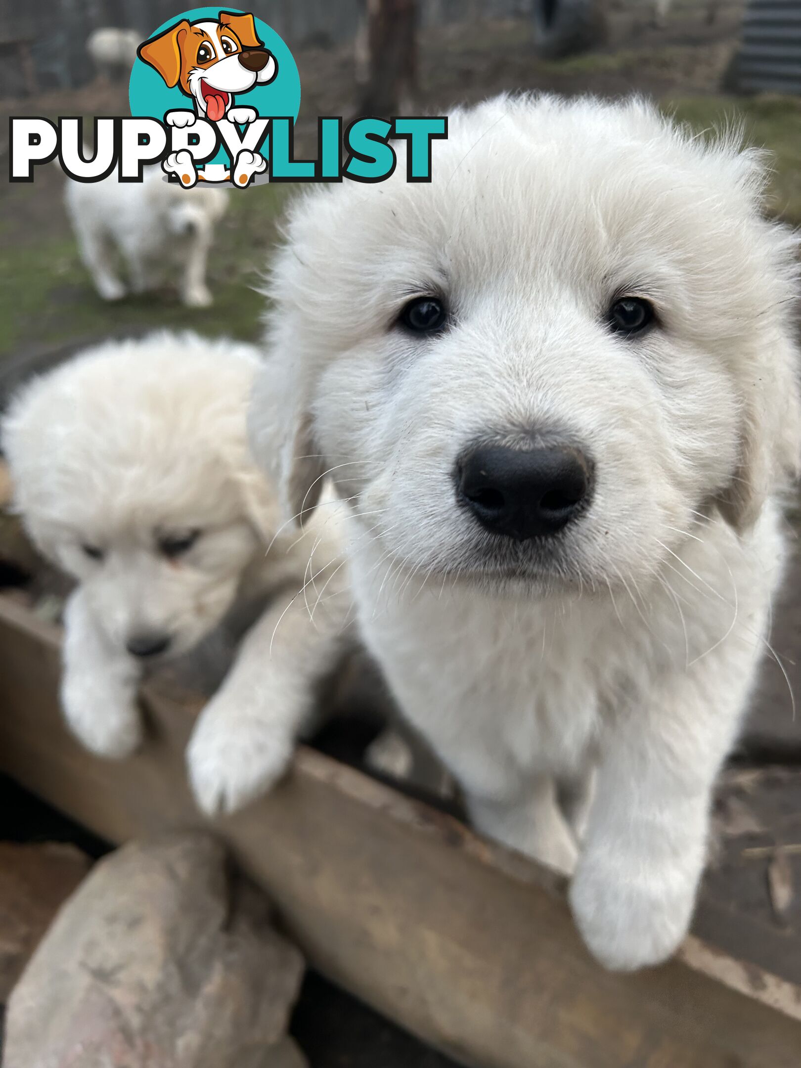Purebred Maremma Puppies – From Proven Working Parents