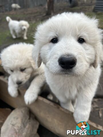 Purebred Maremma Puppies – From Proven Working Parents