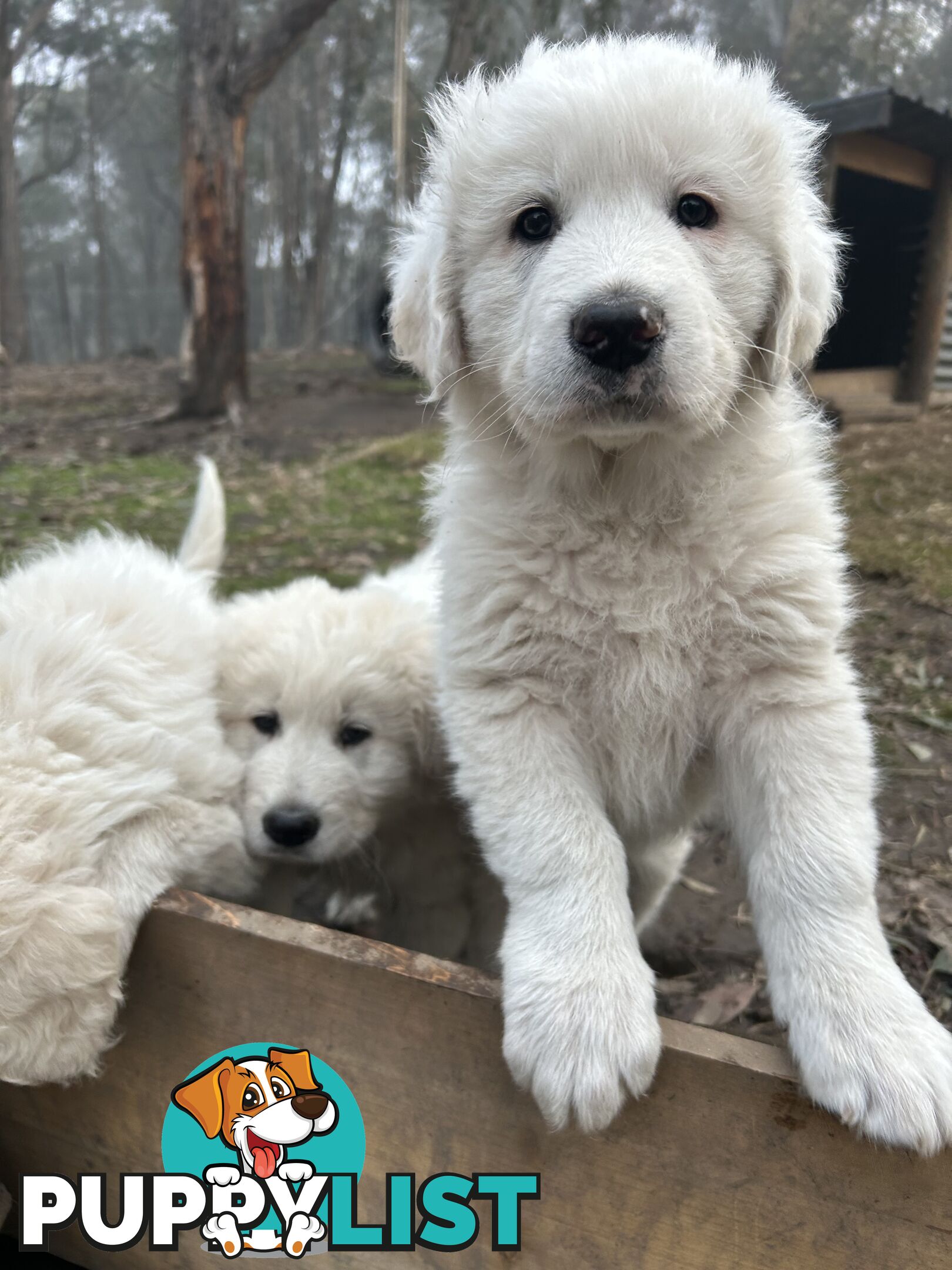Purebred Maremma Puppies – From Proven Working Parents