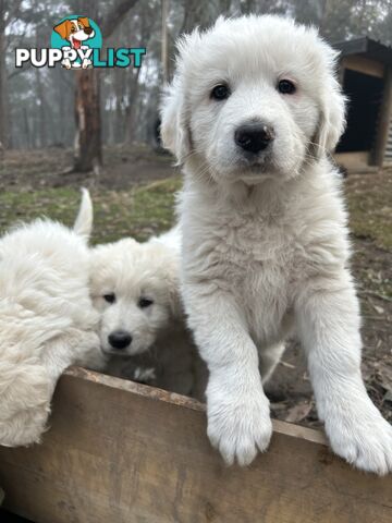 Purebred Maremma Puppies – From Proven Working Parents