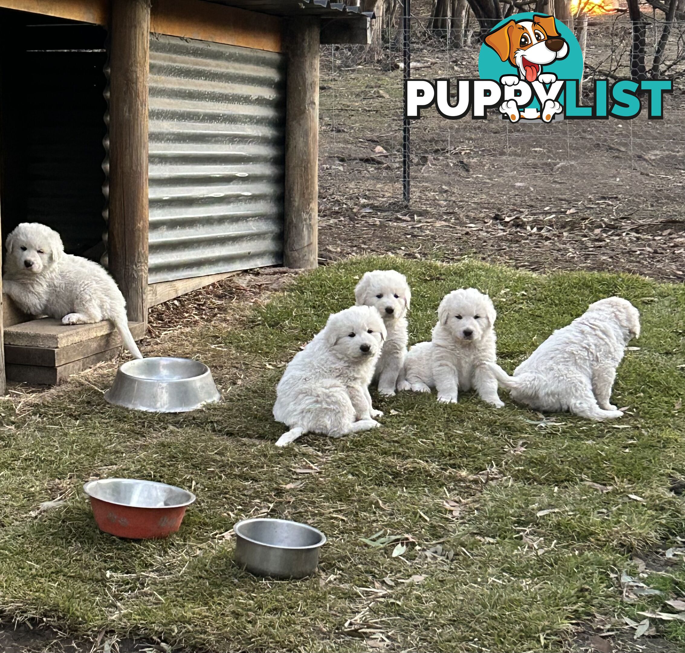 Purebred Maremma Puppies – From Proven Working Parents