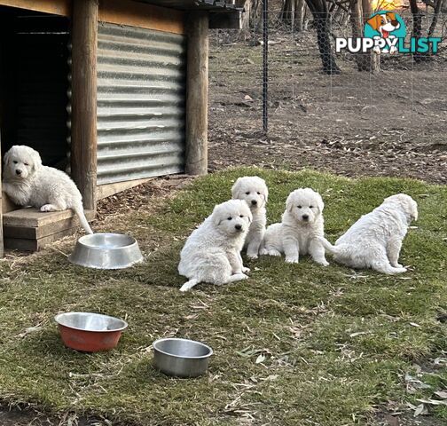 Purebred Maremma Puppies – From Proven Working Parents