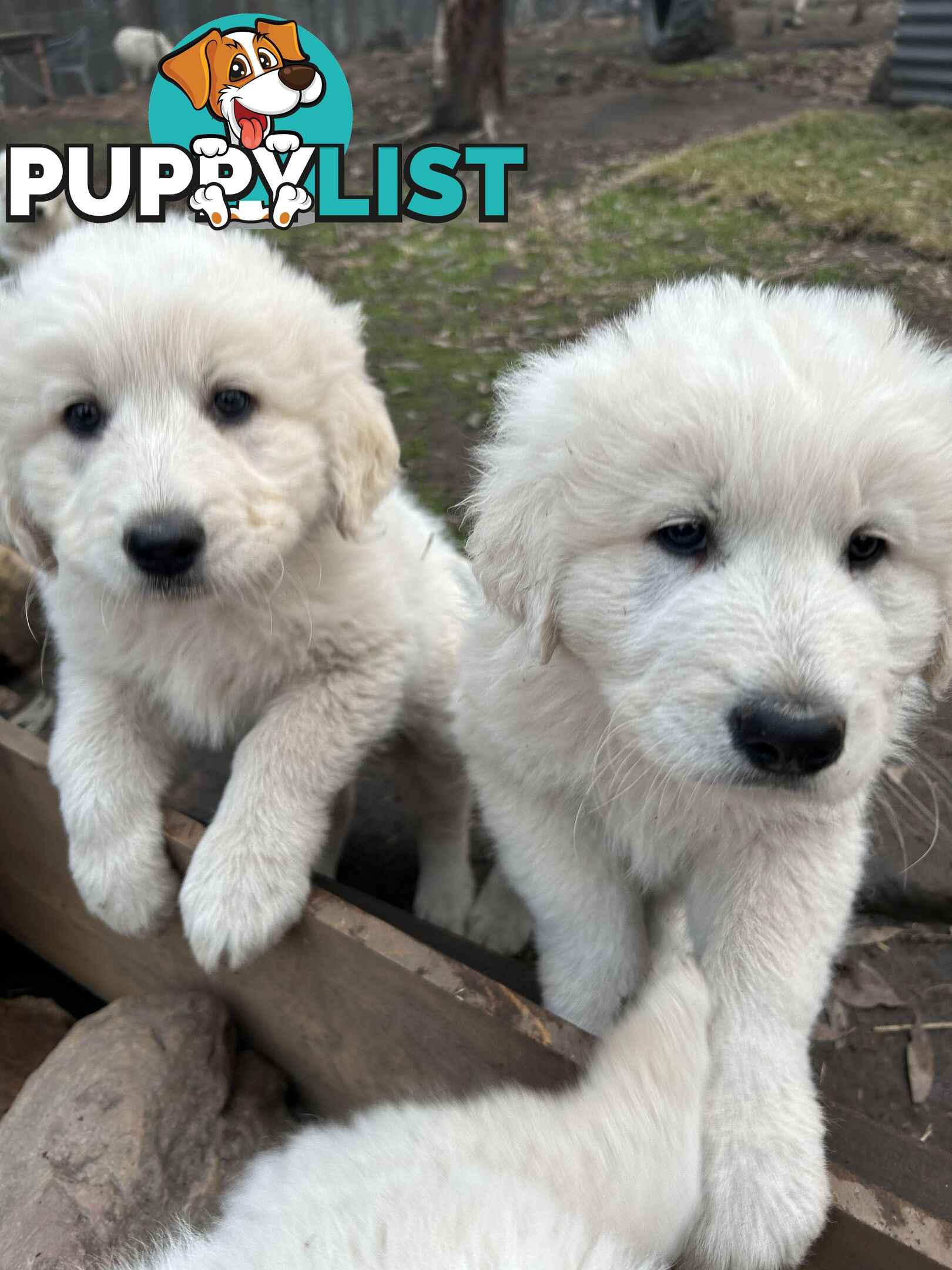 Purebred Maremma Puppies – From Proven Working Parents