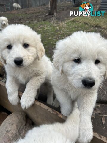 Purebred Maremma Puppies – From Proven Working Parents