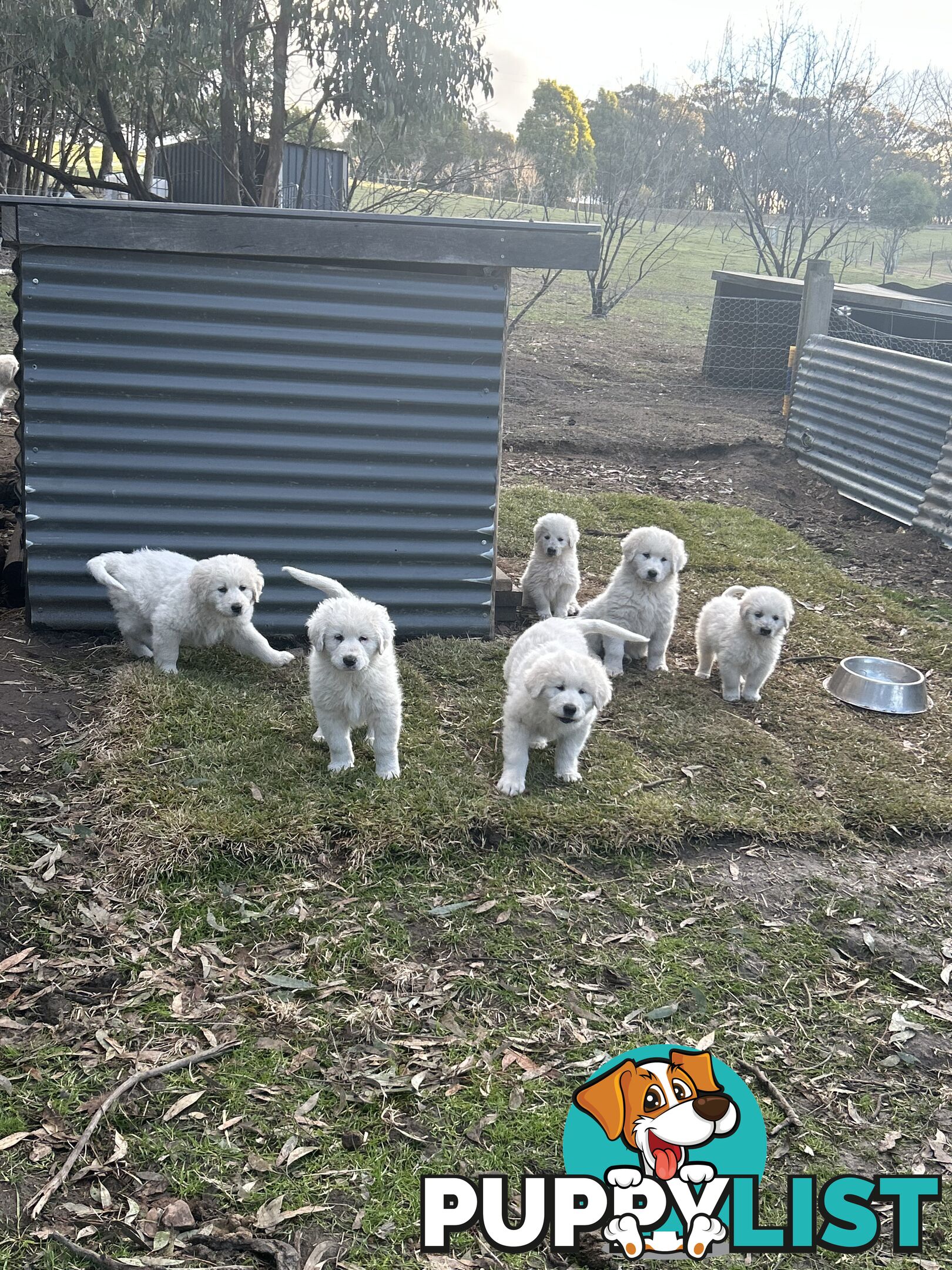Purebred Maremma Puppies – From Proven Working Parents
