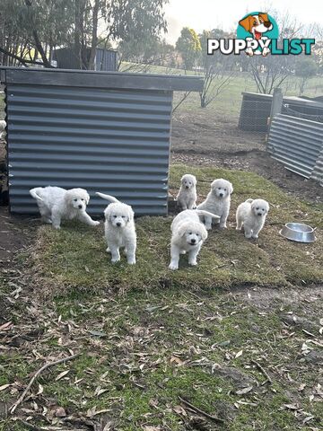 Purebred Maremma Puppies – From Proven Working Parents