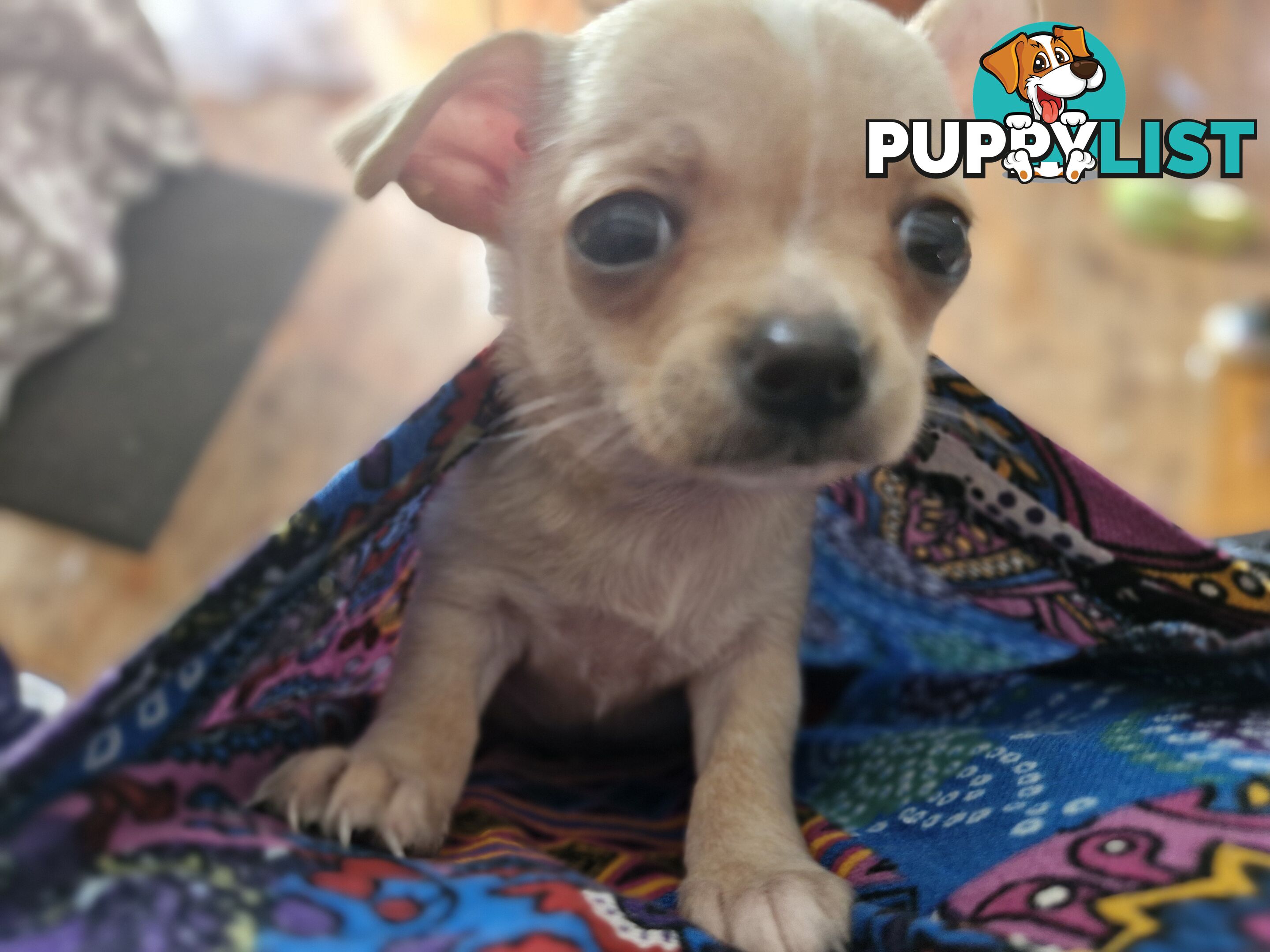 Pure breed chihuahua female puppy