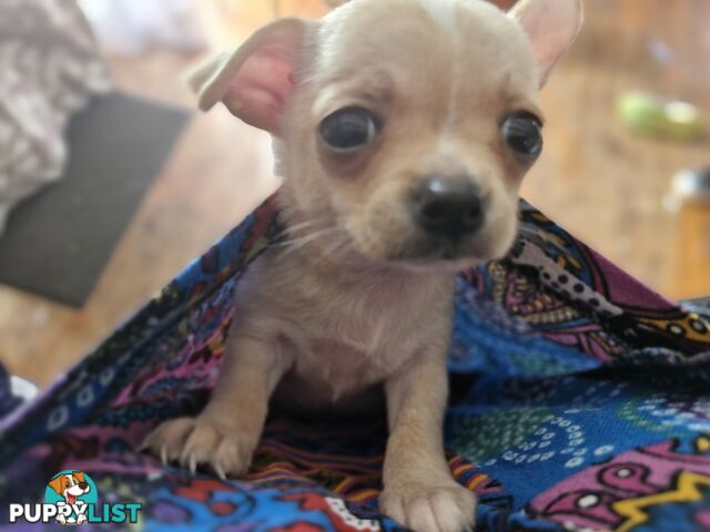 Pure breed chihuahua female puppy