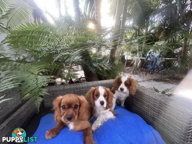 Gorgeous Cavalier puppies