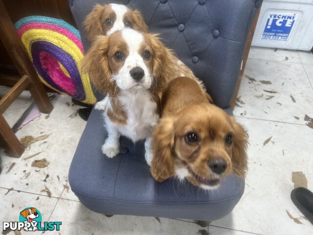 Gorgeous Cavalier puppies