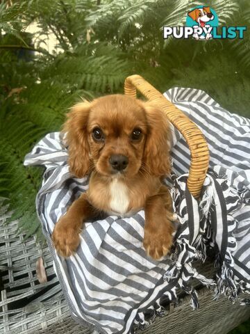 Gorgeous Cavalier puppies