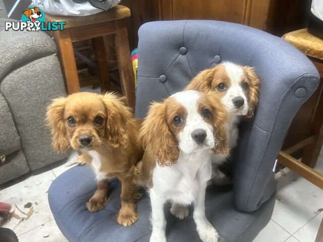 Gorgeous Cavalier puppies