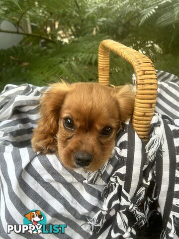 Gorgeous Cavalier puppies