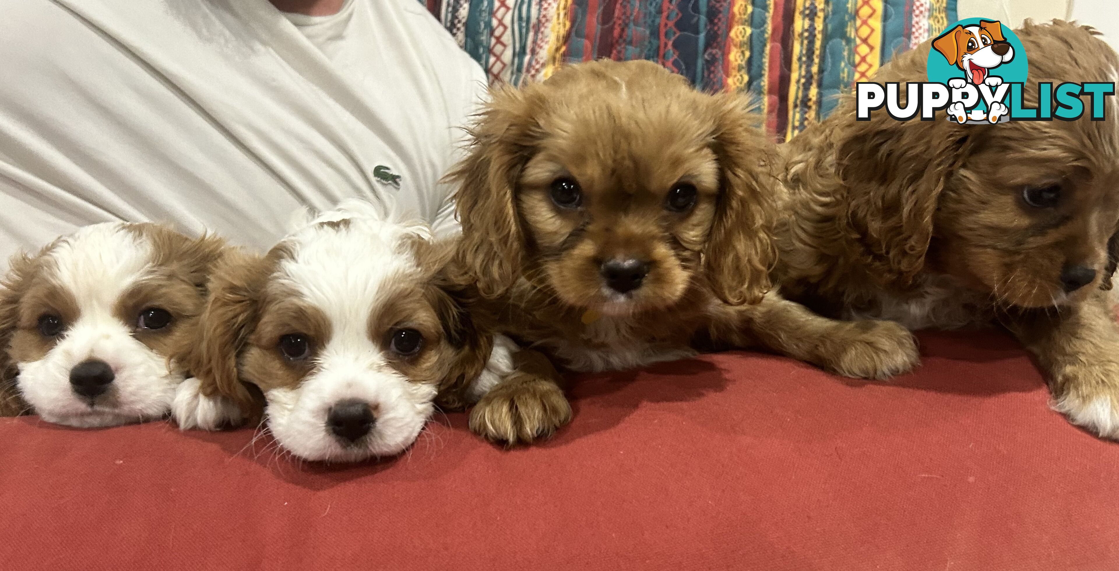 Cavalier King Charles Spaniel