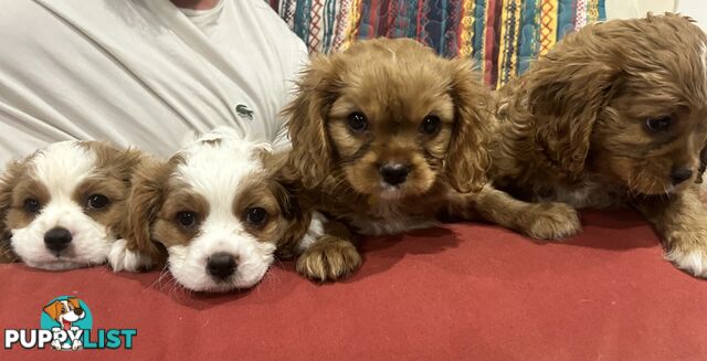 Cavalier King Charles Spaniel