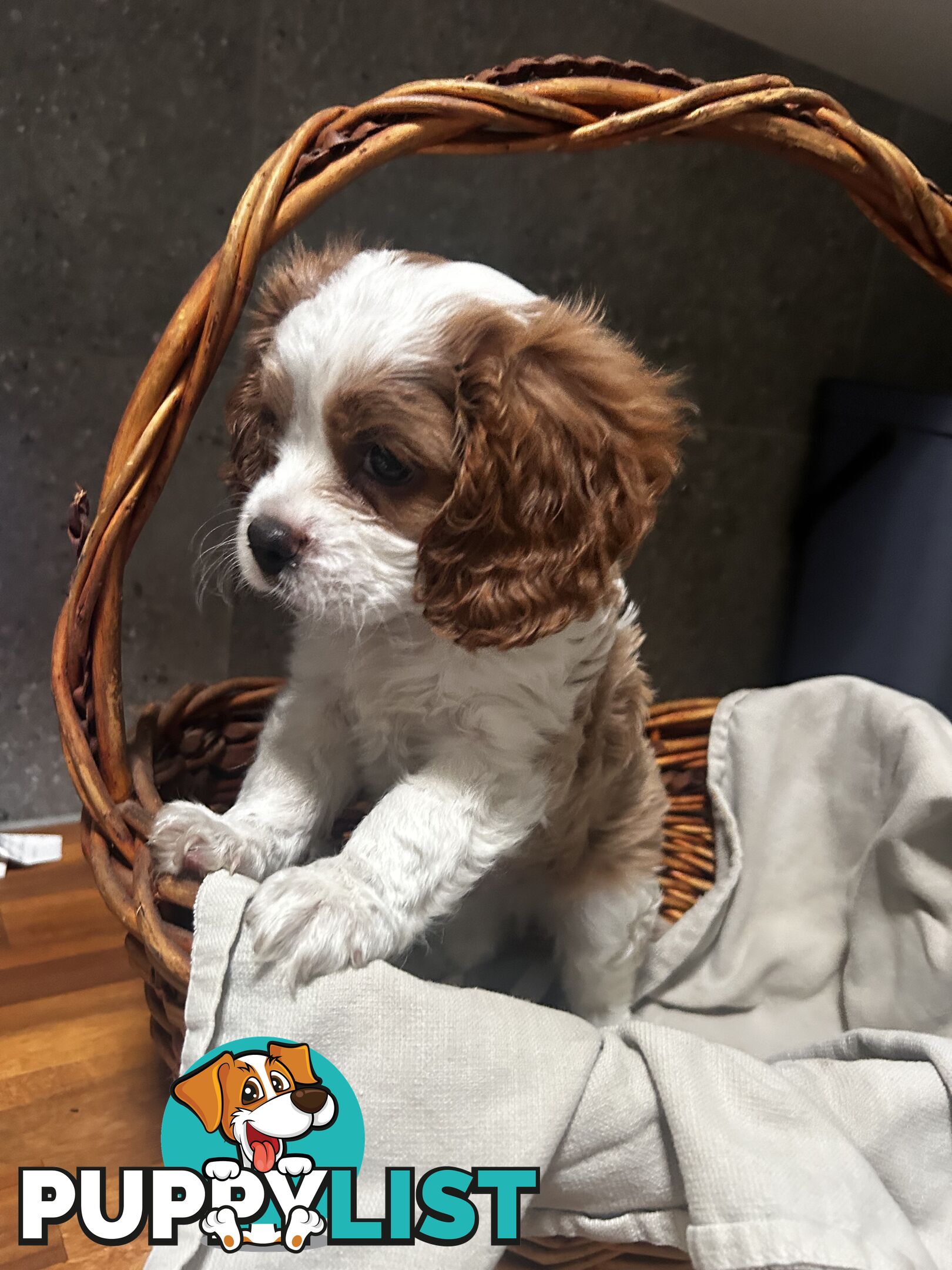 Cavalier King Charles Spaniel