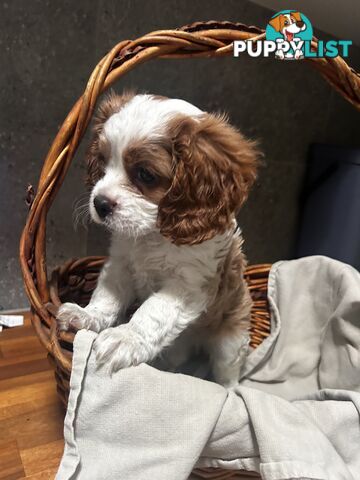 Cavalier King Charles Spaniel