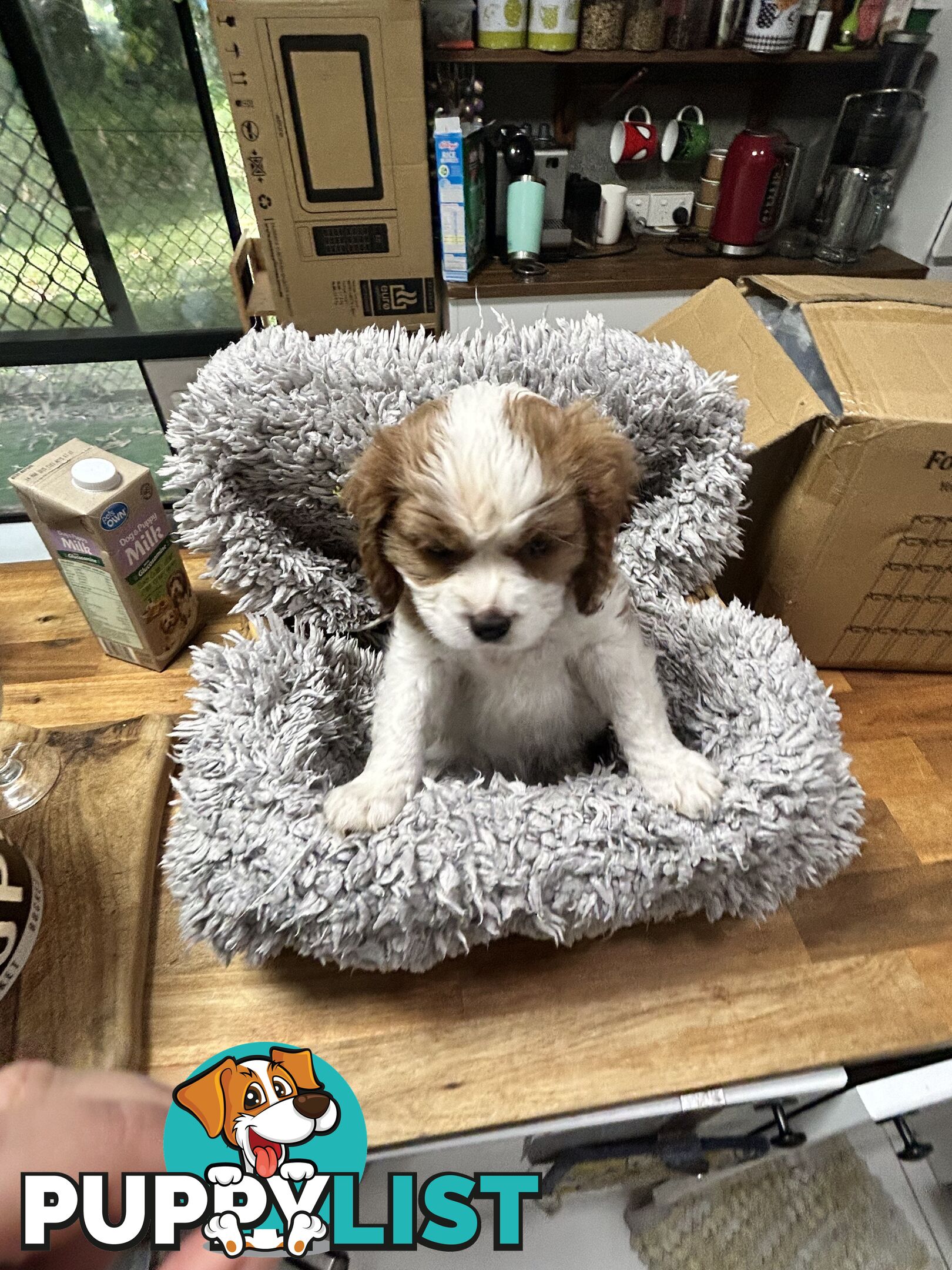 Cavalier King Charles Spaniel