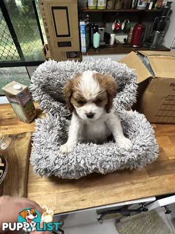 Cavalier King Charles Spaniel