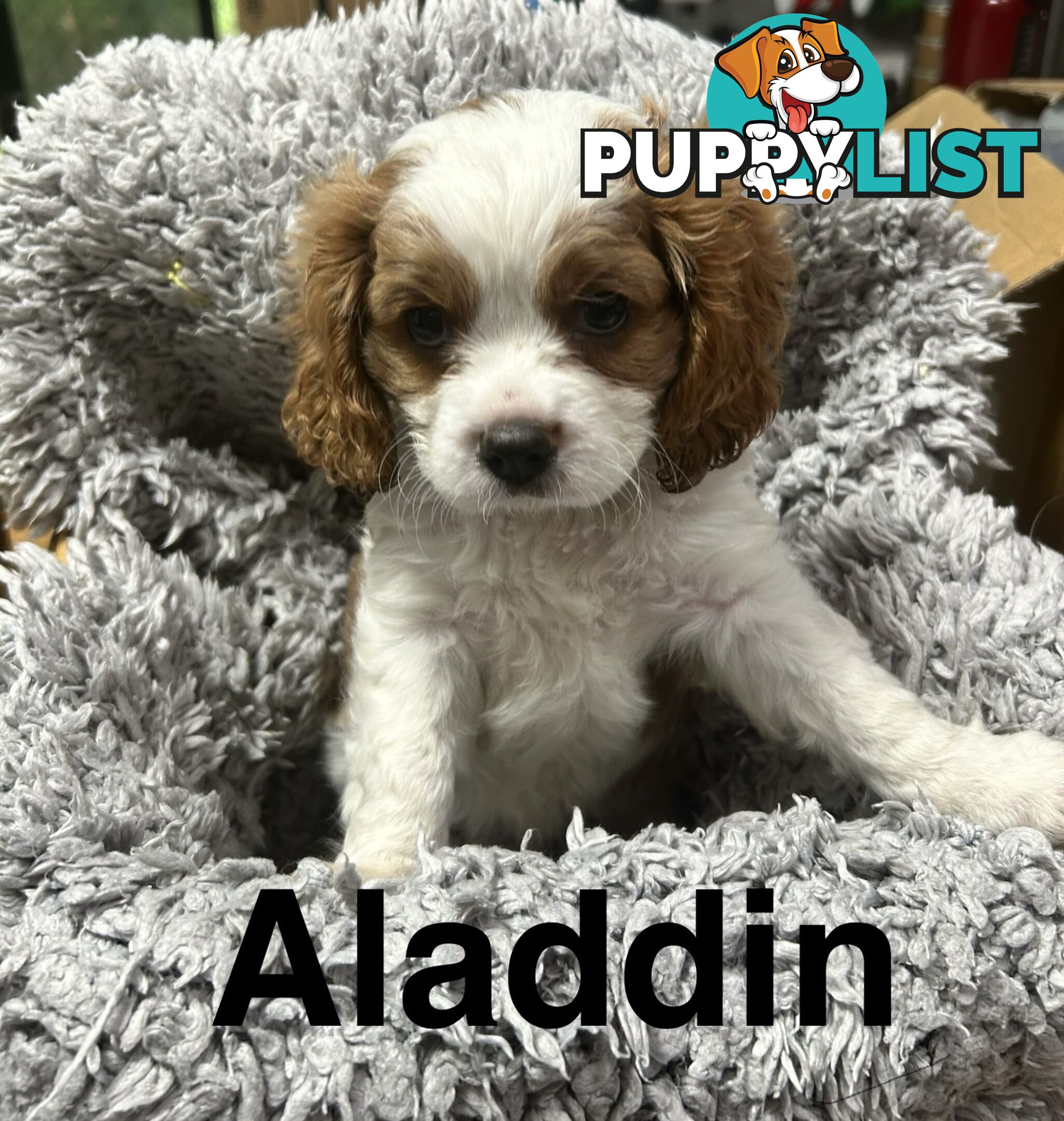 Cavalier King Charles Spaniel