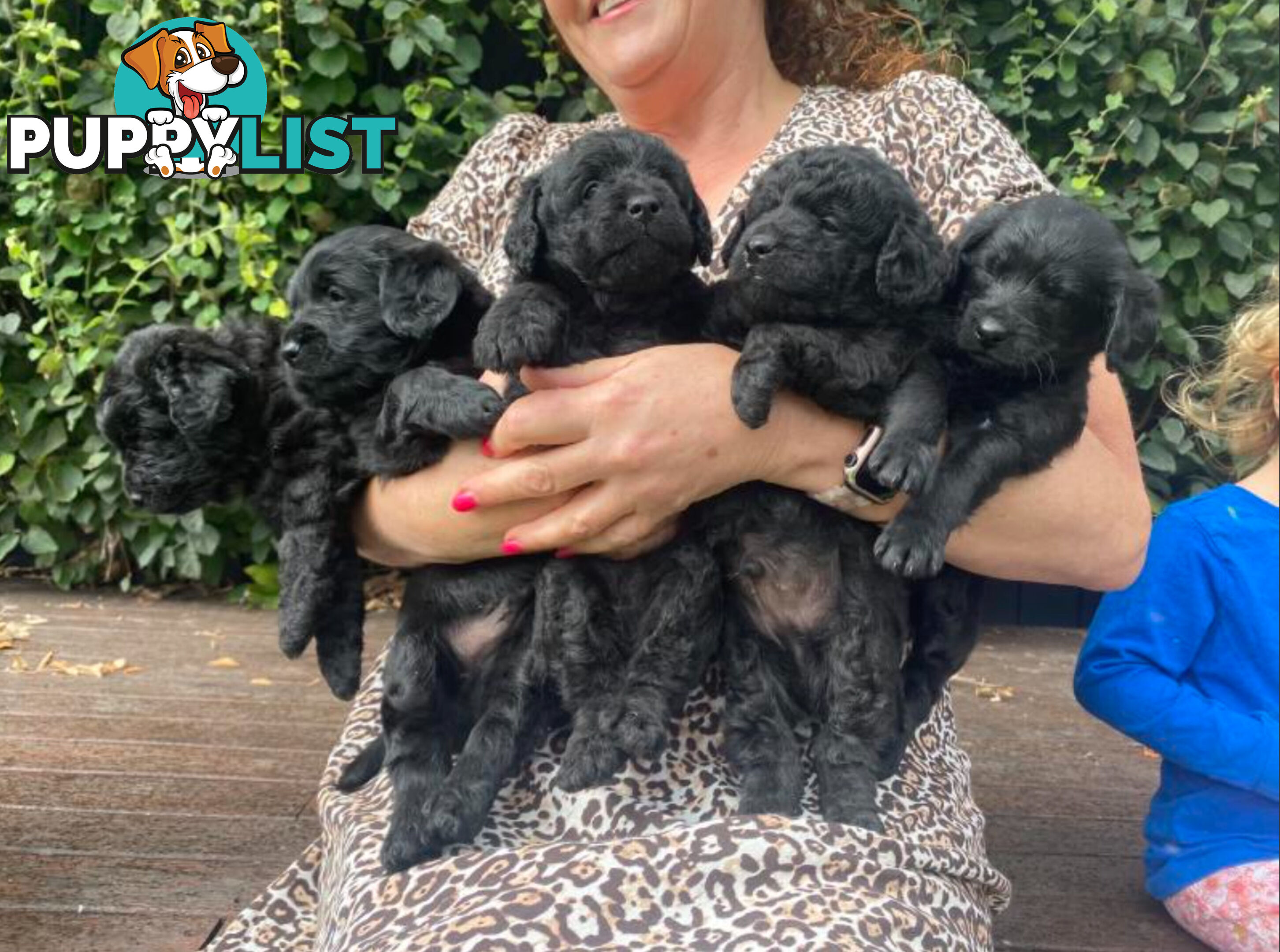 Miniature Labradoodles Puppies