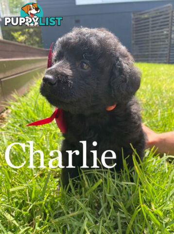 Miniature Labradoodles Puppies