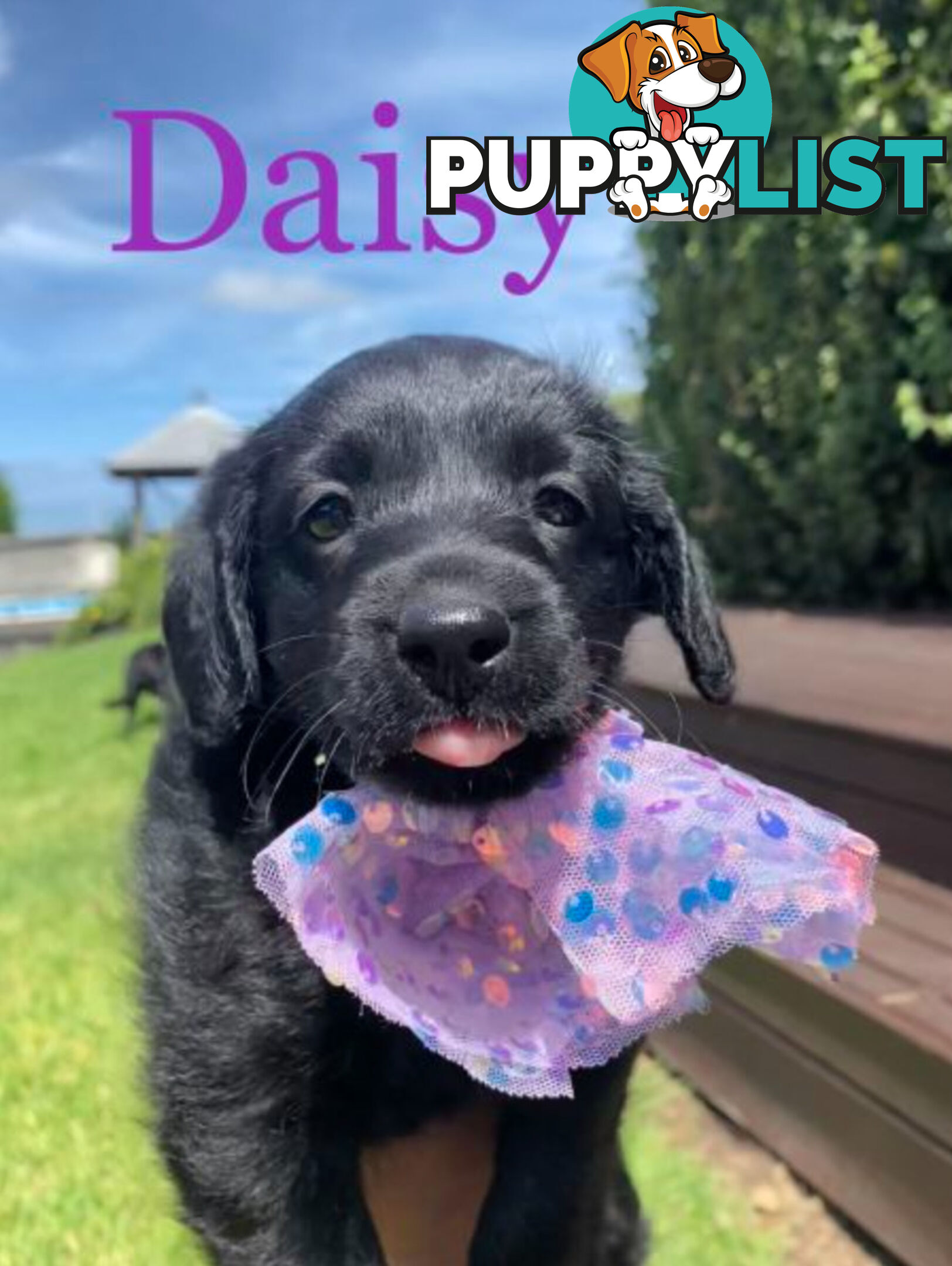 Miniature Labradoodles Puppies