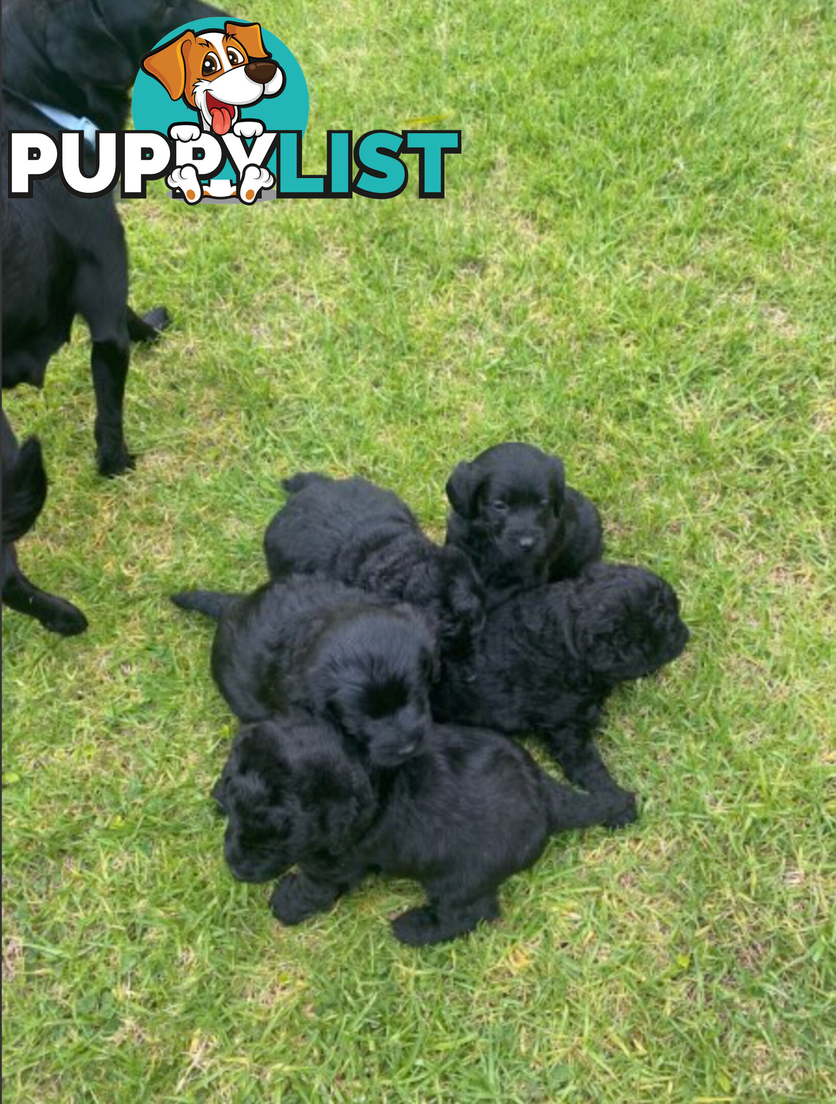 Miniature Labradoodles Puppies